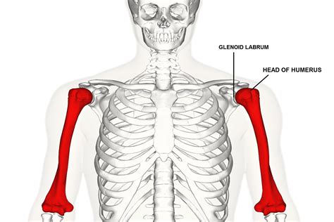 Kiertäjäkalvosin: lihaksien anatomia, tehtävät ja vahvistaminen